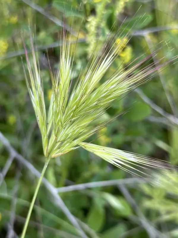 Red brome