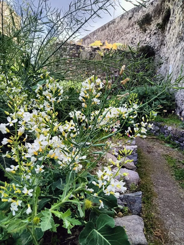 Hoary mustard