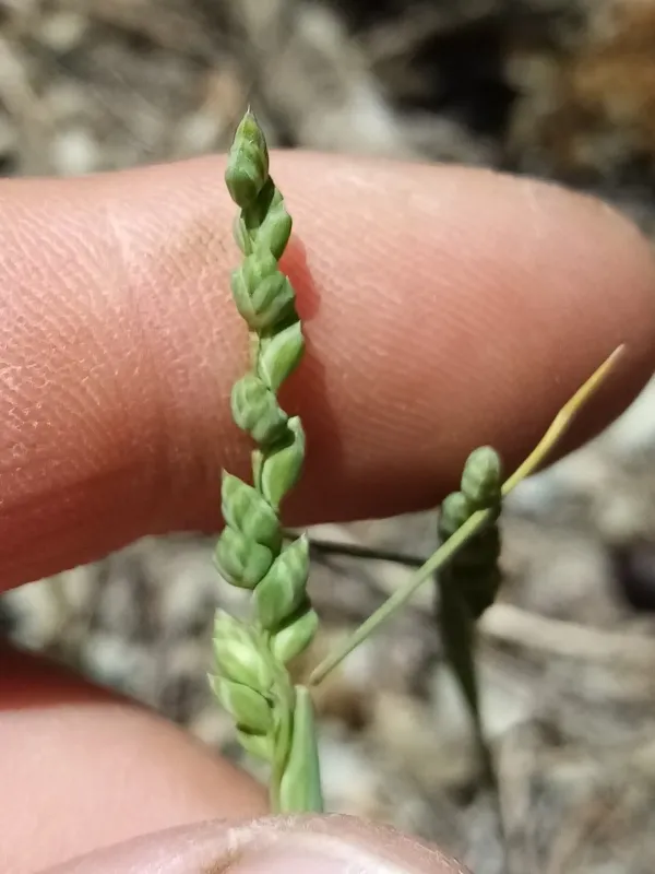Briza humilis