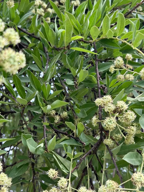Boscia integrifolia