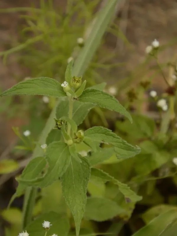 Blainvillea acmella