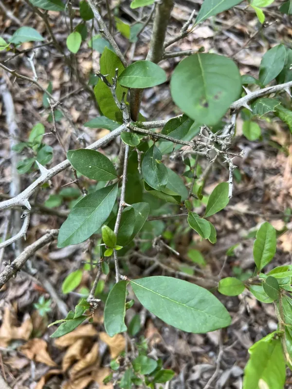 Buckthorn bully