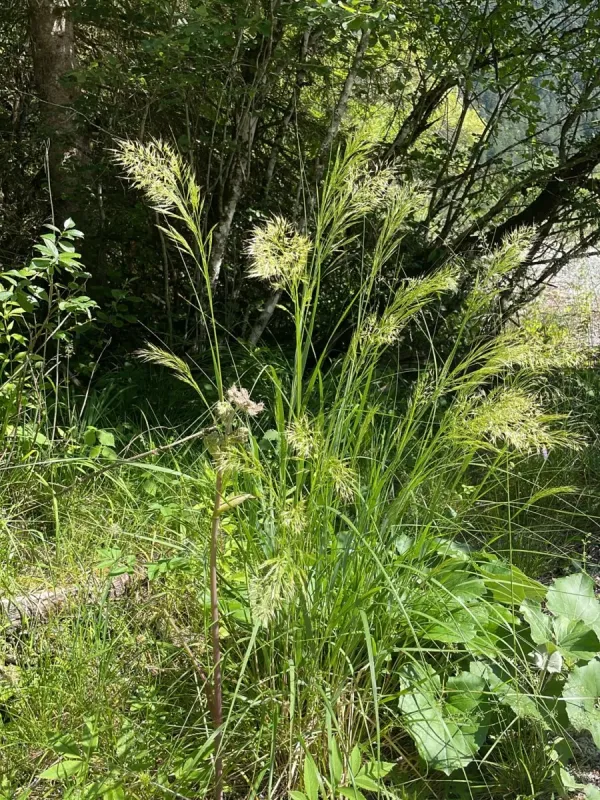 Achnatherum calamagrostis