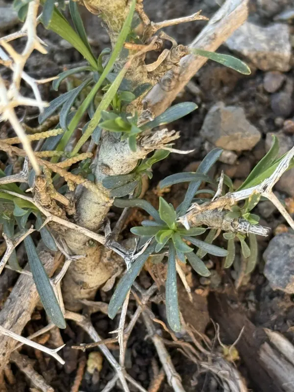 Bupleurum fruticescens