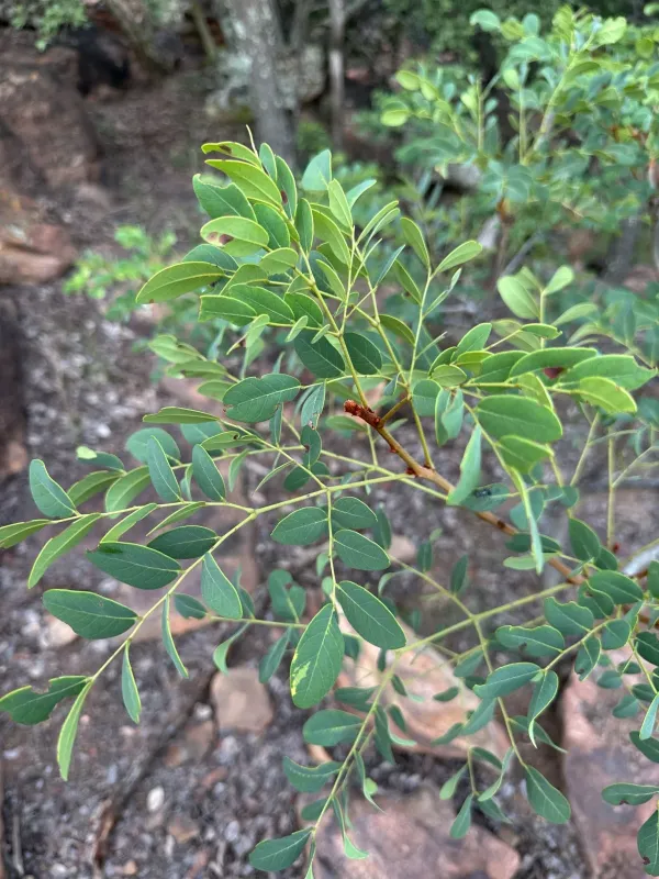 Burkea africana