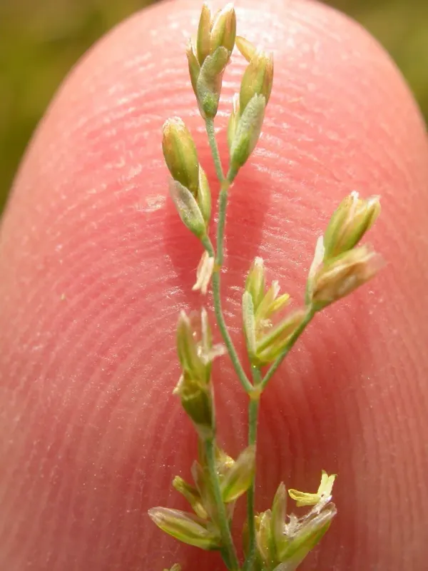 Water whorlgrass