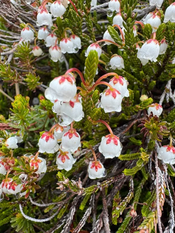 Cassiope mertensiana