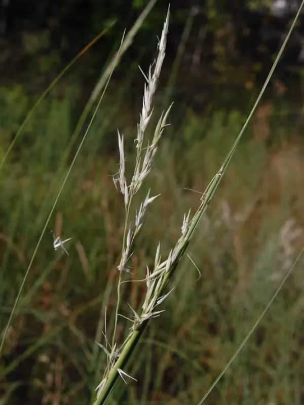 Prairie sandreed