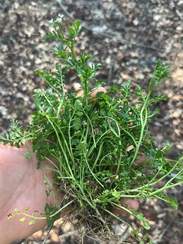 Pennsylvania bittercress