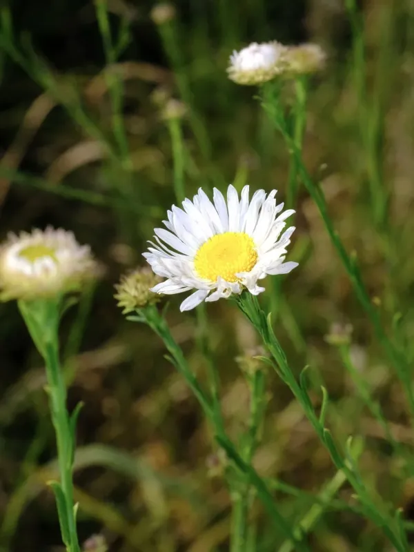 Boltonia asteroides var. latisquama