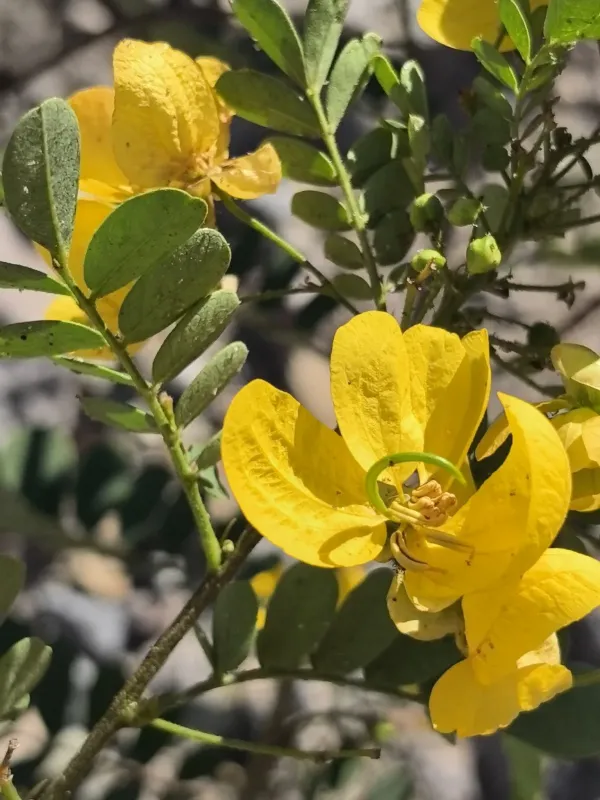 Senna pallida
