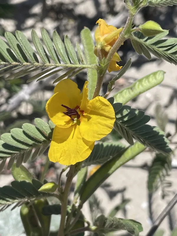 Partridge pea