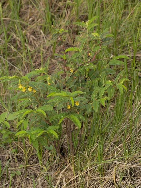 Chamaecrista falcinella