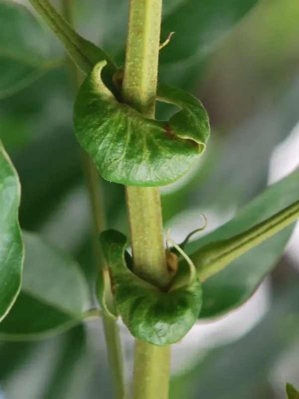 Senna petersiana