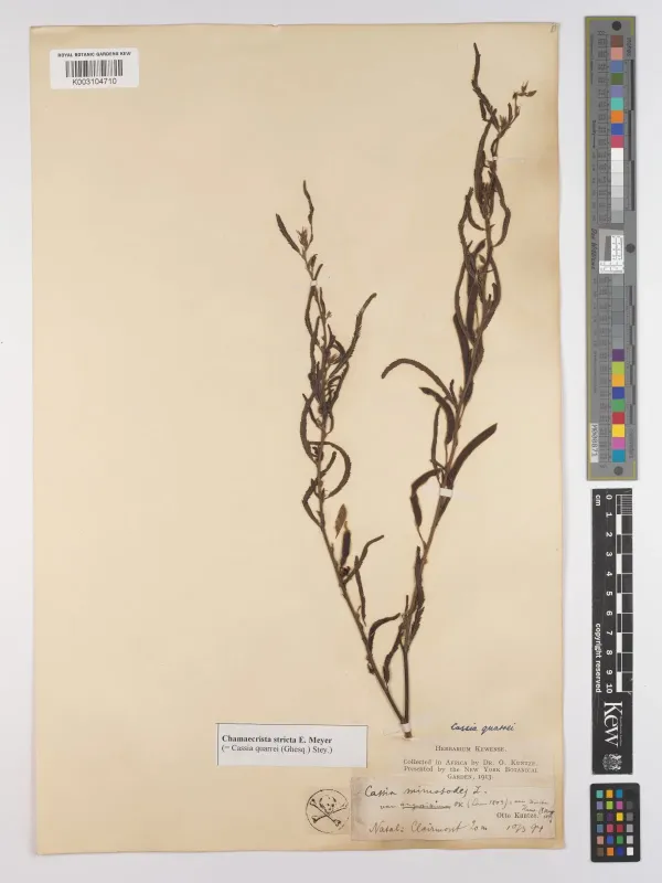 Cassia quarrei