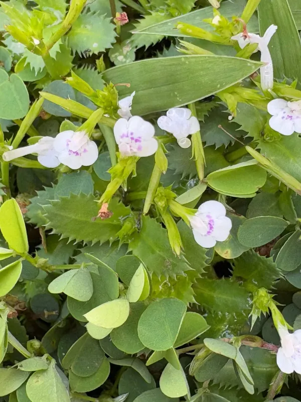 Bonnaya ciliata