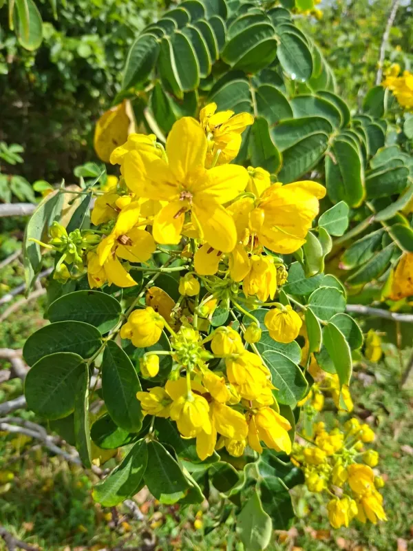 Касія суратська