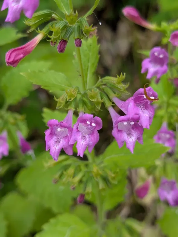 Clinopodium grandiflorum