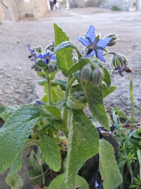 Borage