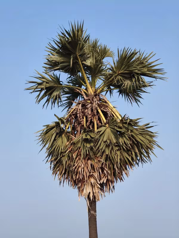 Palmyra palm