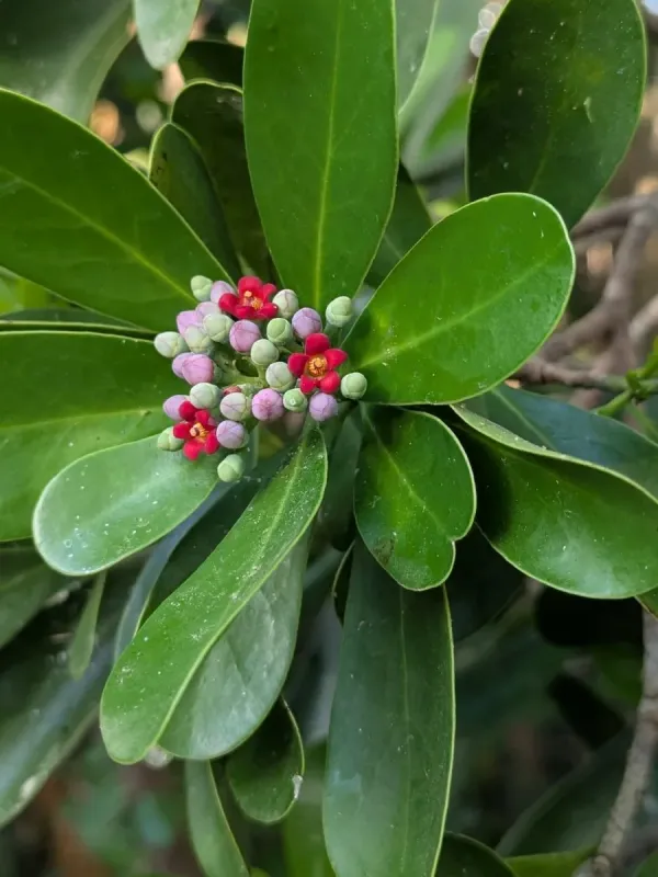 Canella winterana