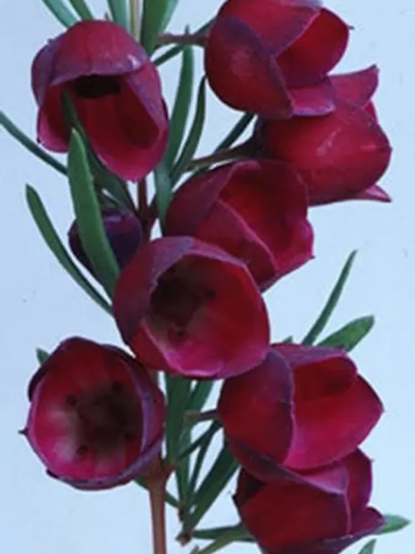 Boronia hybrid