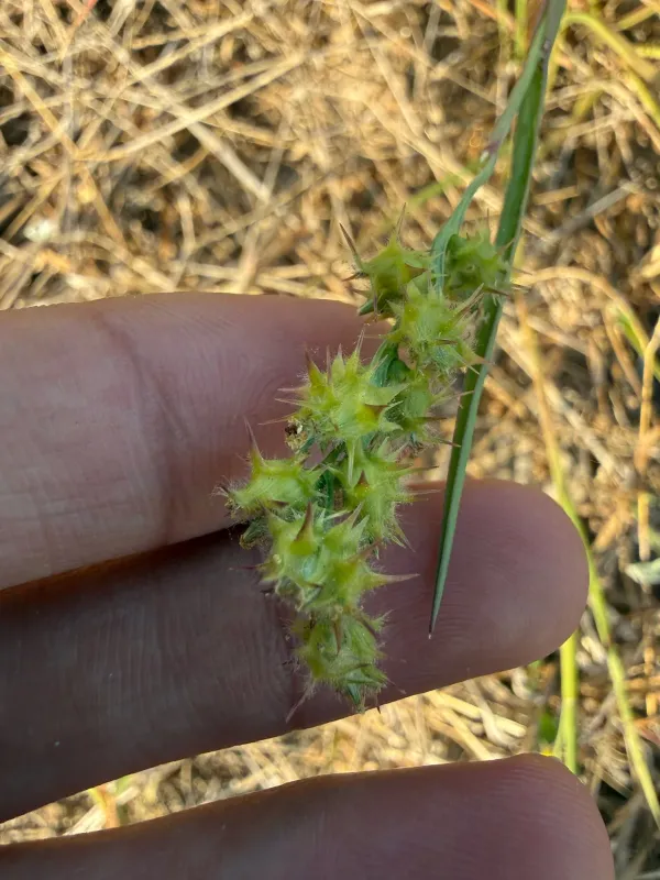 Cenchrus humilis