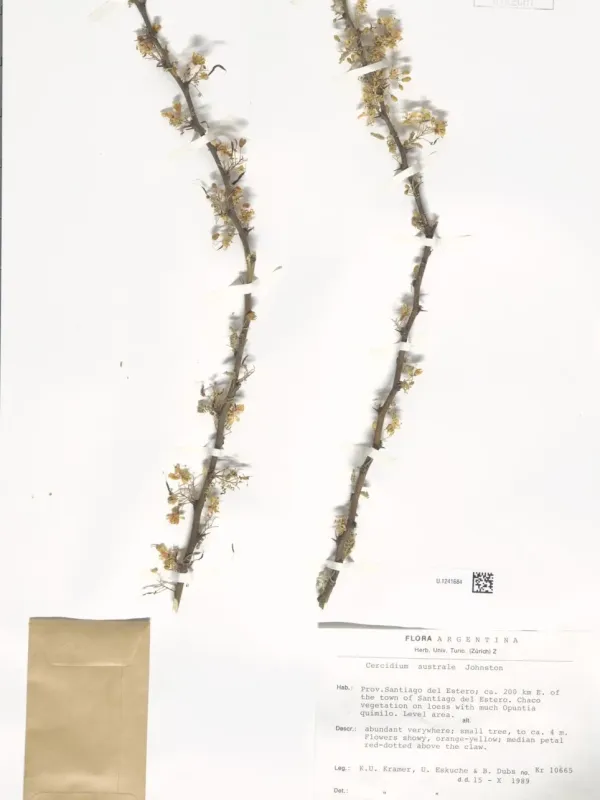 Southern Cercidium
