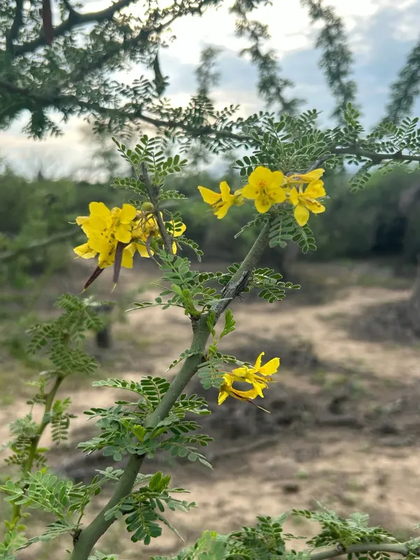 Parkinsonia praecox
