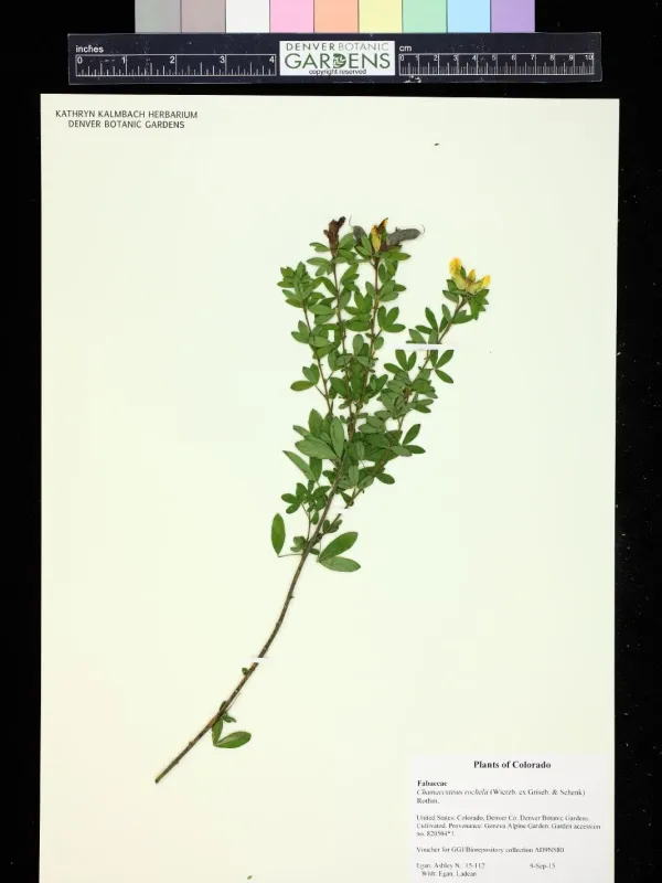 Рокитник Рошеля