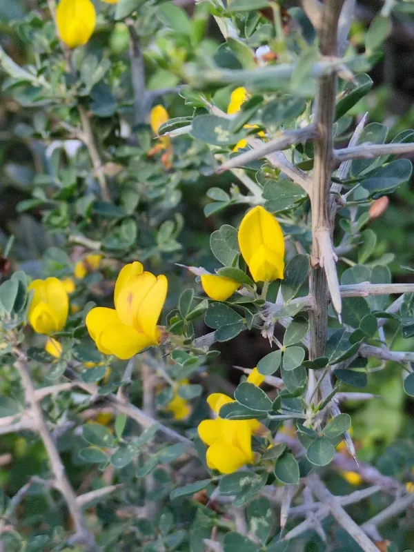 Spiny broom