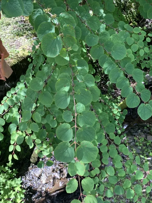 Katsura tree