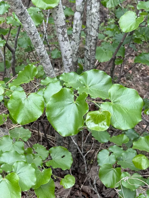 Oklahoma redbud