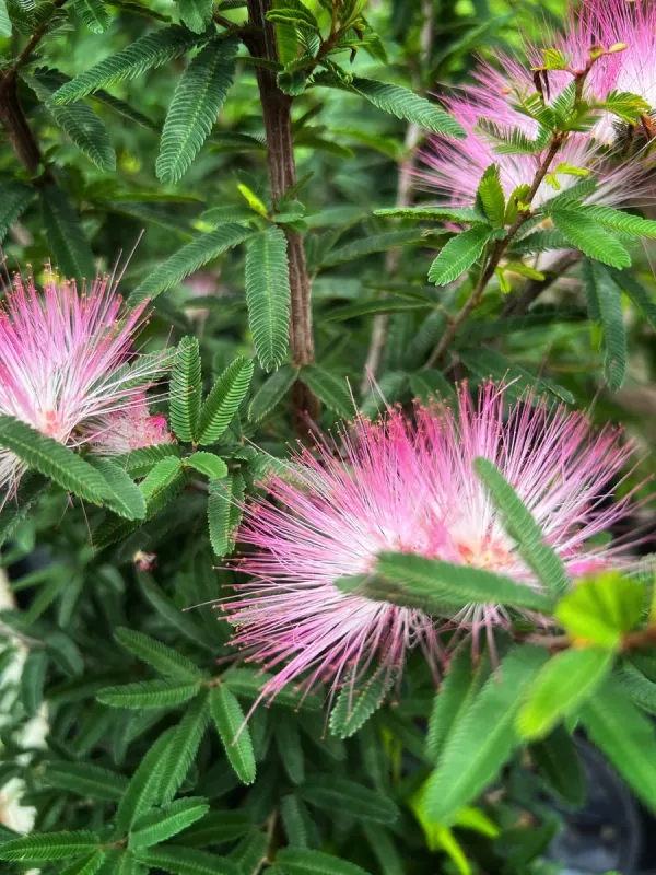 Calliandra breviceps