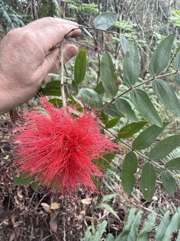 Calliandra haematocephala