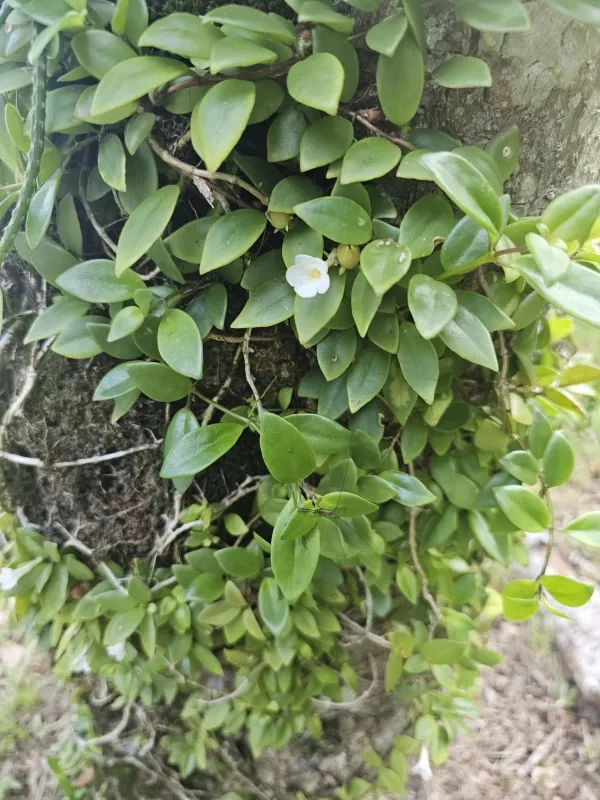 Codonanthe crassifolia