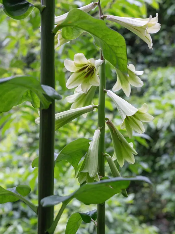 Giant Himalayan Lily