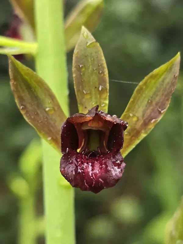 Cyrtopodium woodfordii