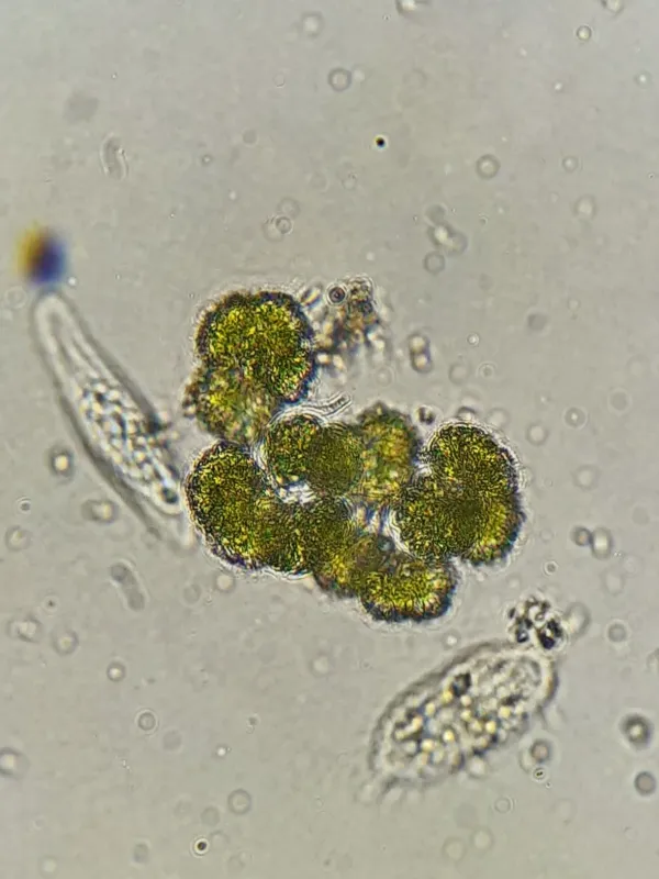 Botryococcus braunii