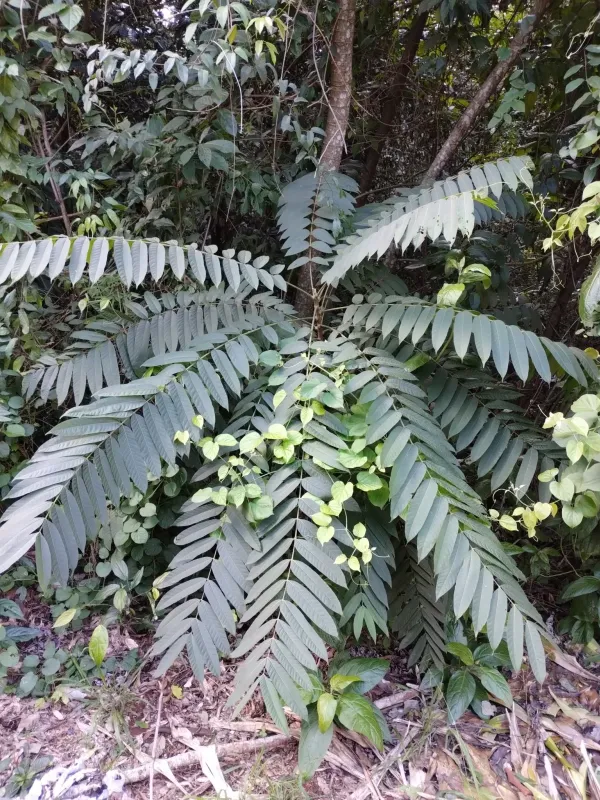 Cedrela fissilis