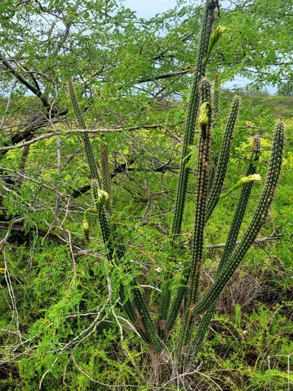 Harrisia gracilis