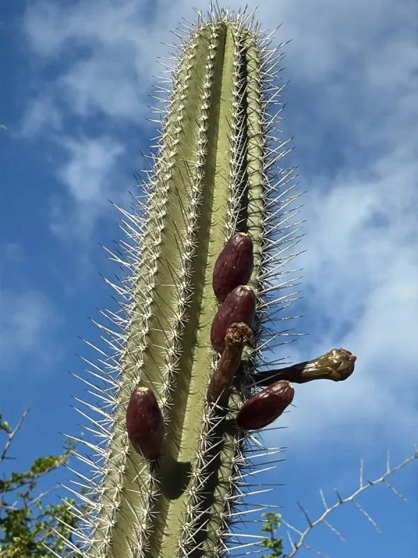 Cereus repandus