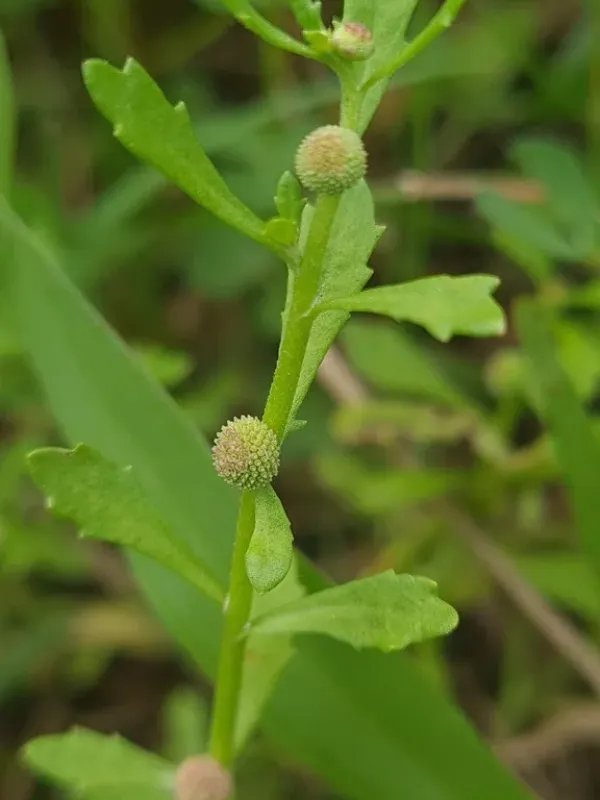Centipeda