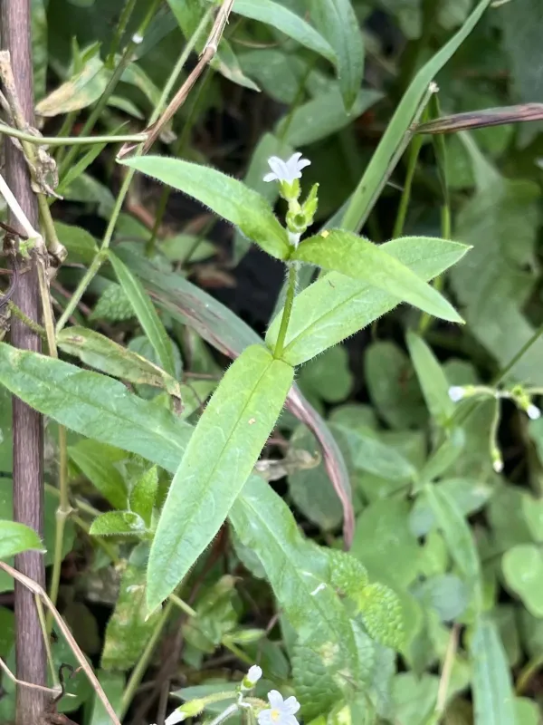 Indian chickweed