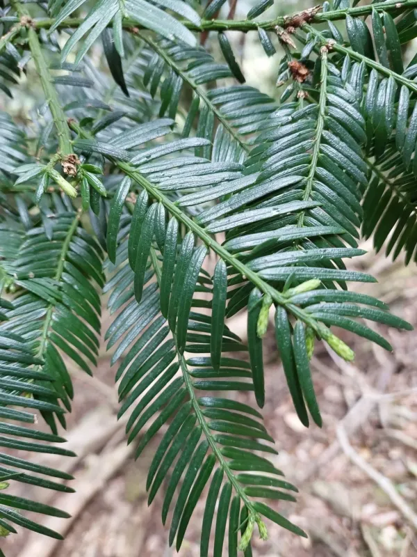 Wilson's Plum Yew