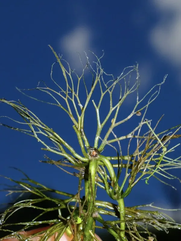 Prickly hornwort