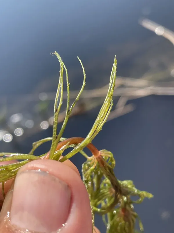 Prickly hornwort