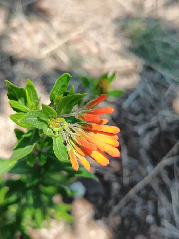 Bouvardia glaberrima