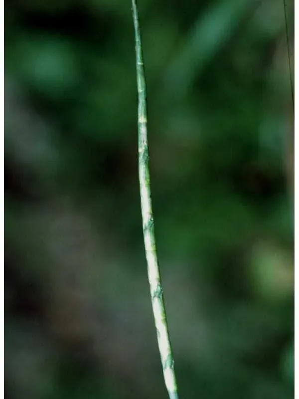 Coelorachis glandulosa
