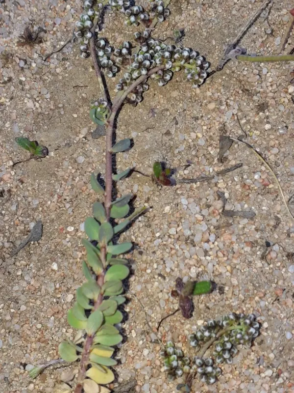 Corrigiola telephiifolia